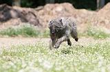 BOUVIER DES ARDENNES 021